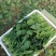 大叶菠菜