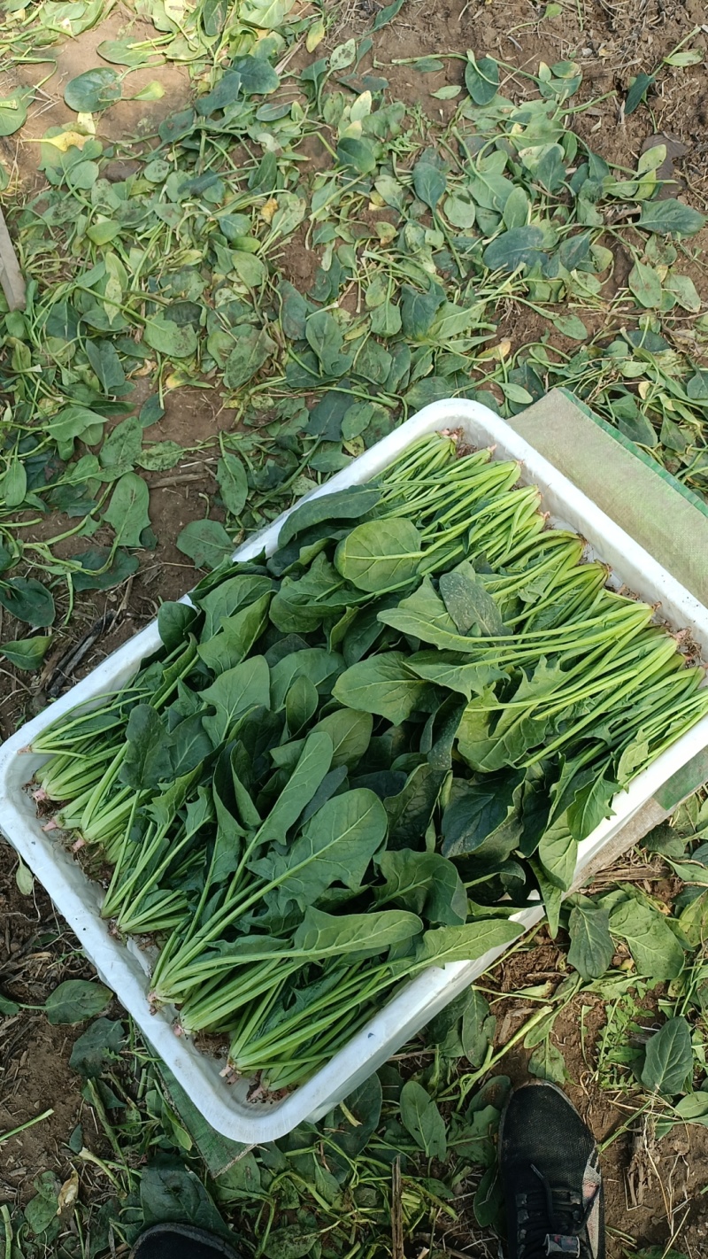 大叶菠菜