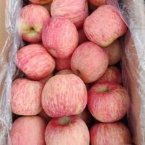 红富士苹果脆甜多汁沂蒙山区货源充足价格美丽对接商超市场