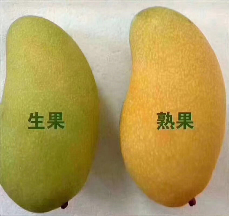 海南金煌芒上架又是一年芒果季核薄肉厚现摘现发