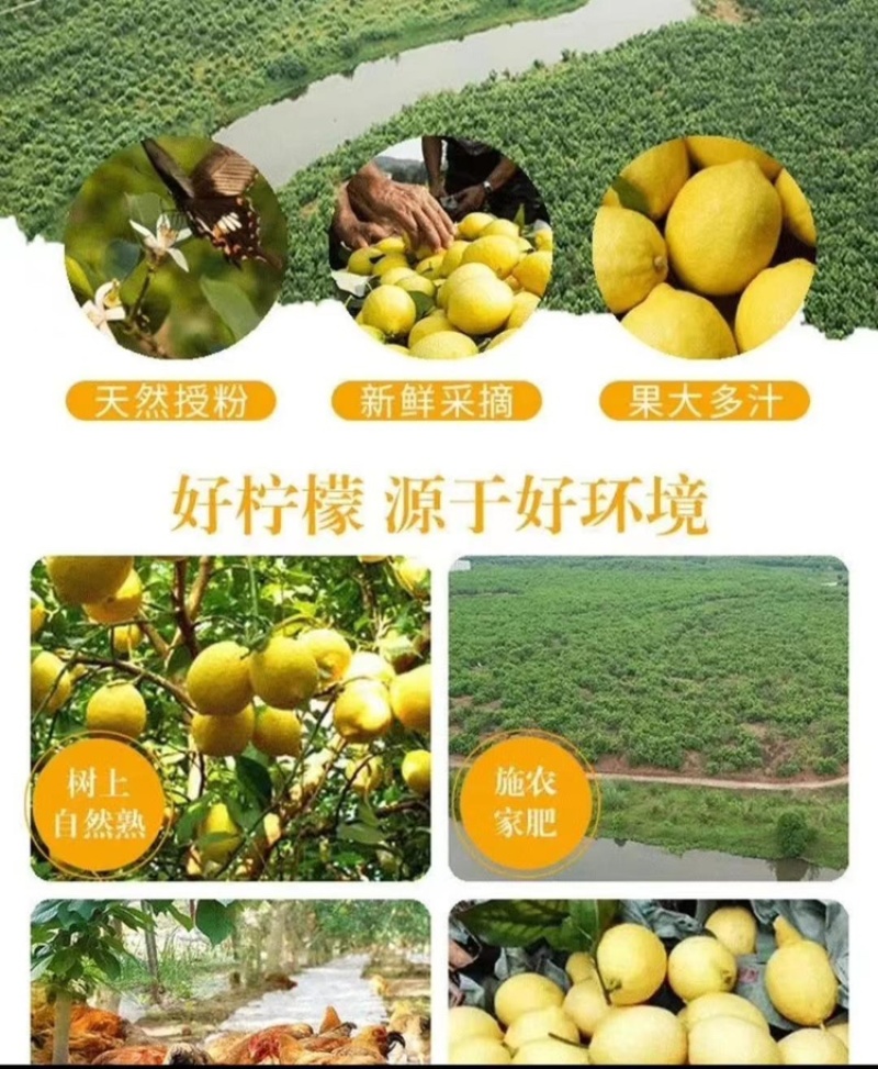 四川安岳柠檬产地供货量大从优对接全国