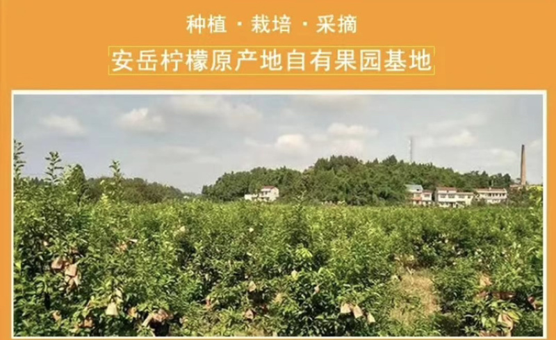 四川安岳柠檬产地供货量大从优对接全国