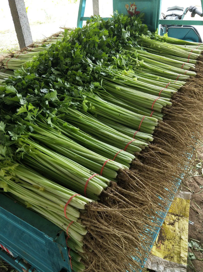 山芹小香芹山东聊城香芹承接商超配货代收代发全国