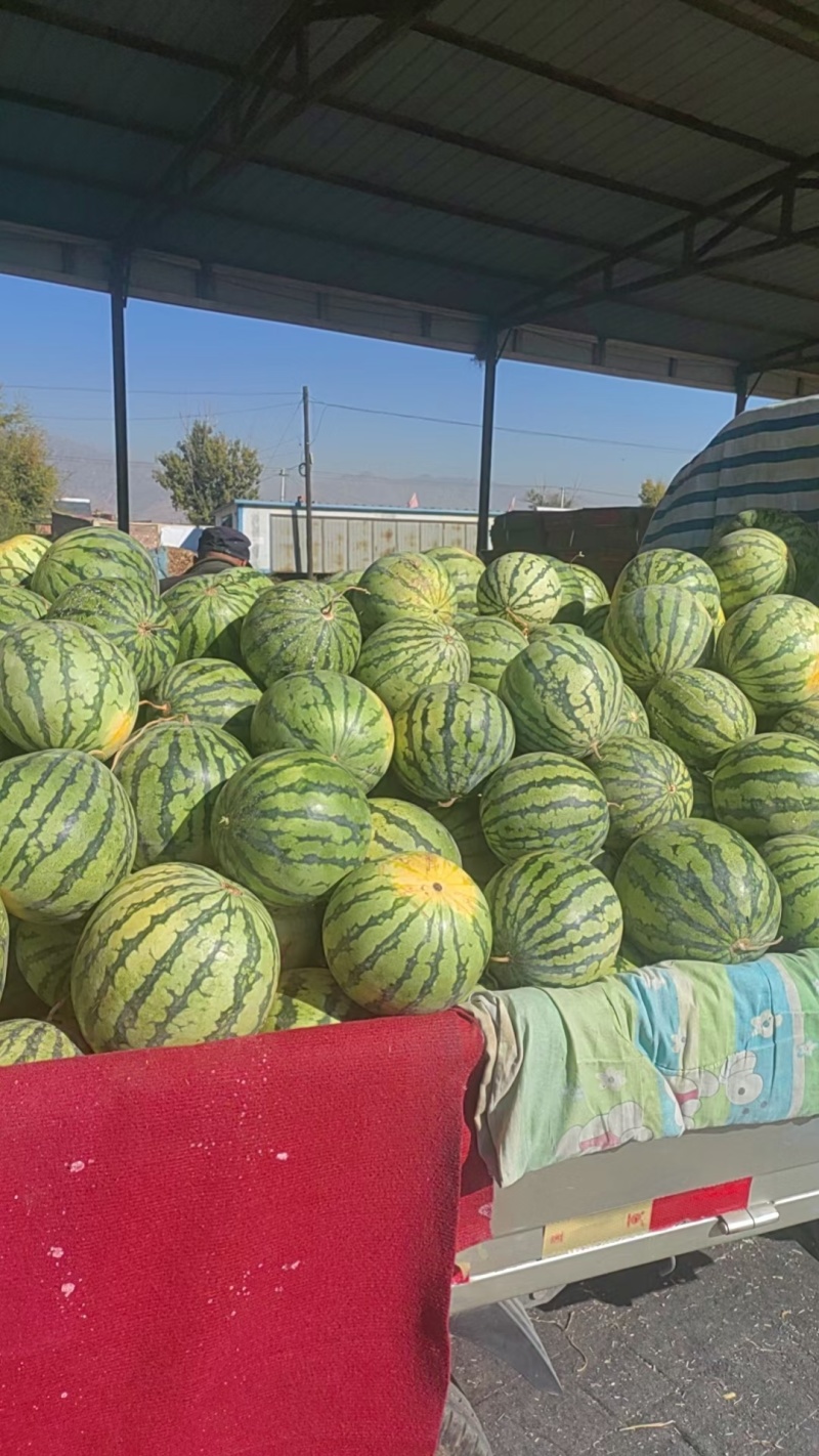河南精品美都瓜形圆润皮薄肉厚耐运输成熟度好瓤口好