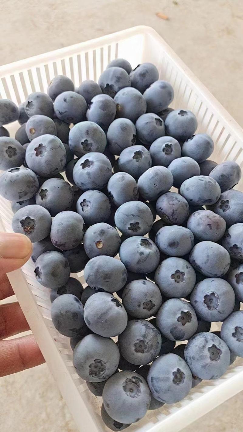 精品蓝莓货源充足保质保量可视频看货