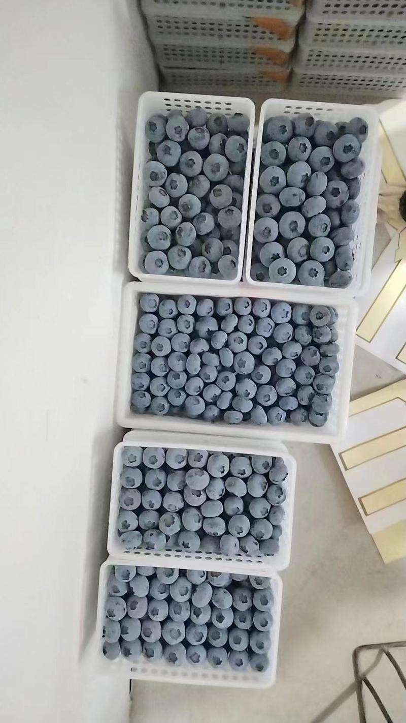 精品蓝莓货源充足保质保量可视频看货