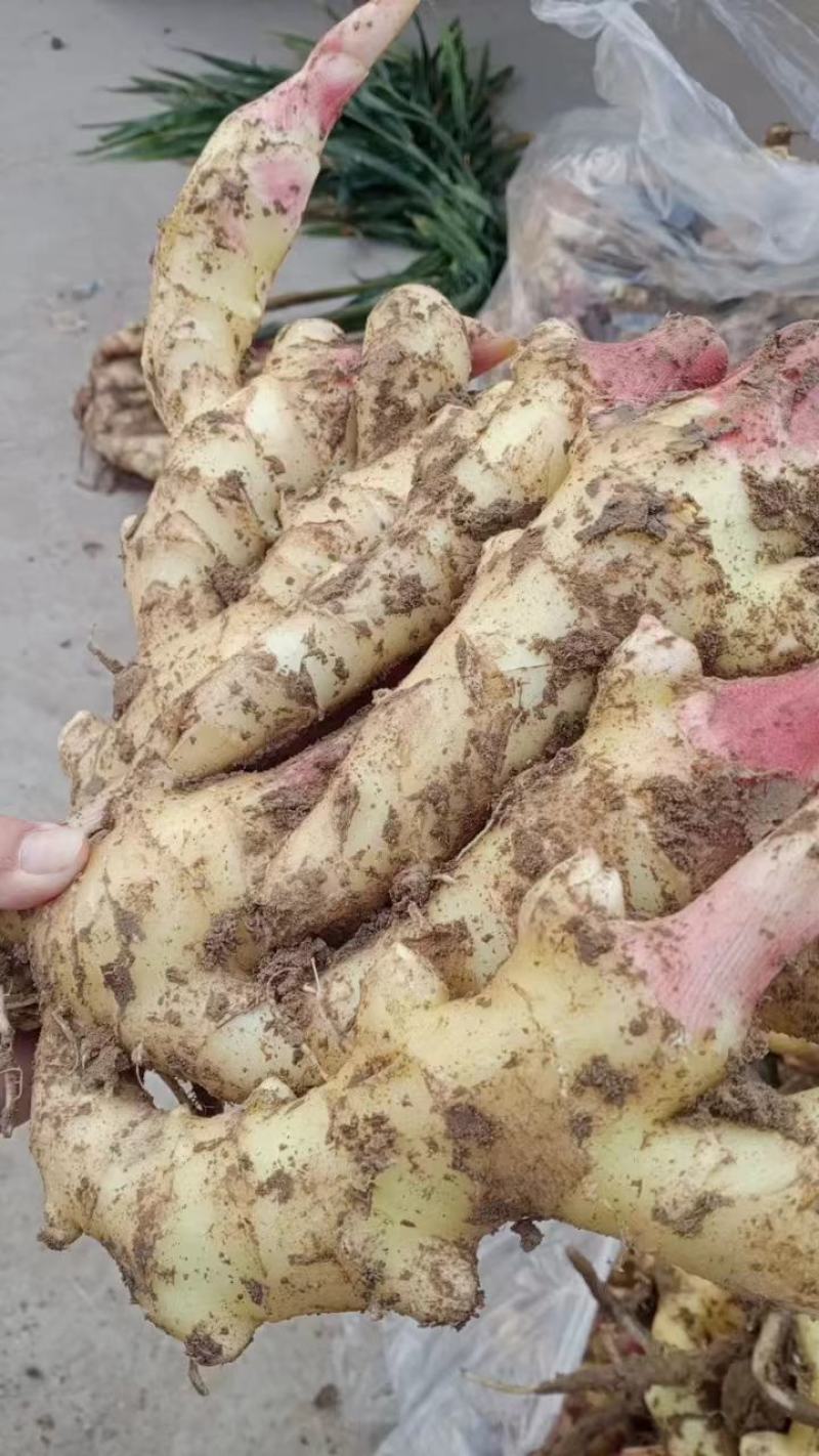精品生黄姜，产地大量供应，保质保量，欢迎致电合作