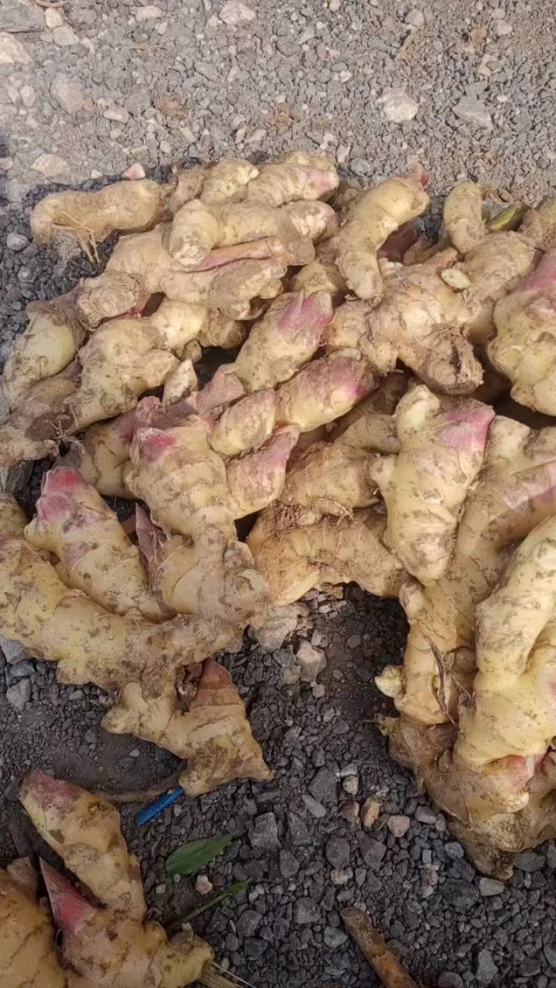 精品生黄姜，产地大量供应，保质保量，欢迎致电合作