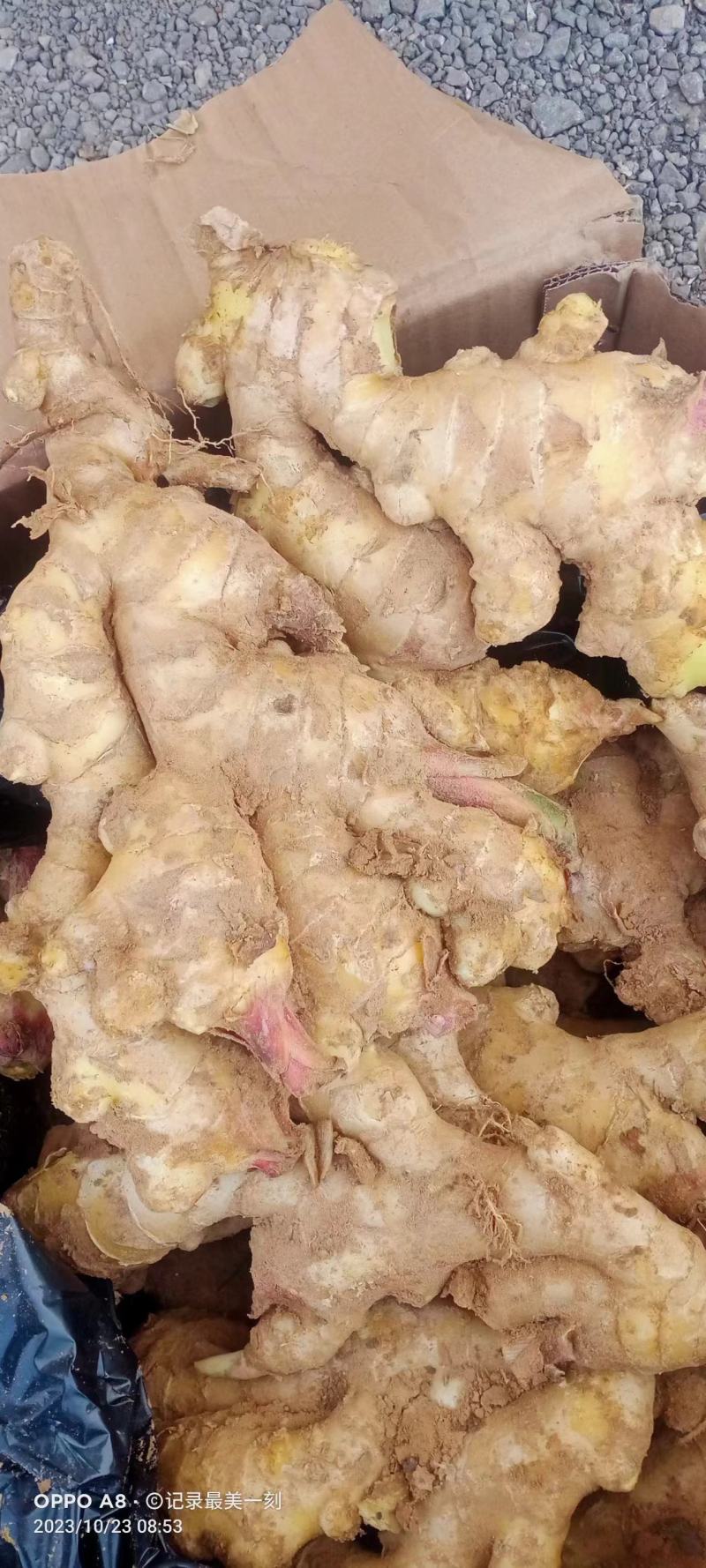 精品生黄姜，产地大量供应，保质保量，欢迎致电合作