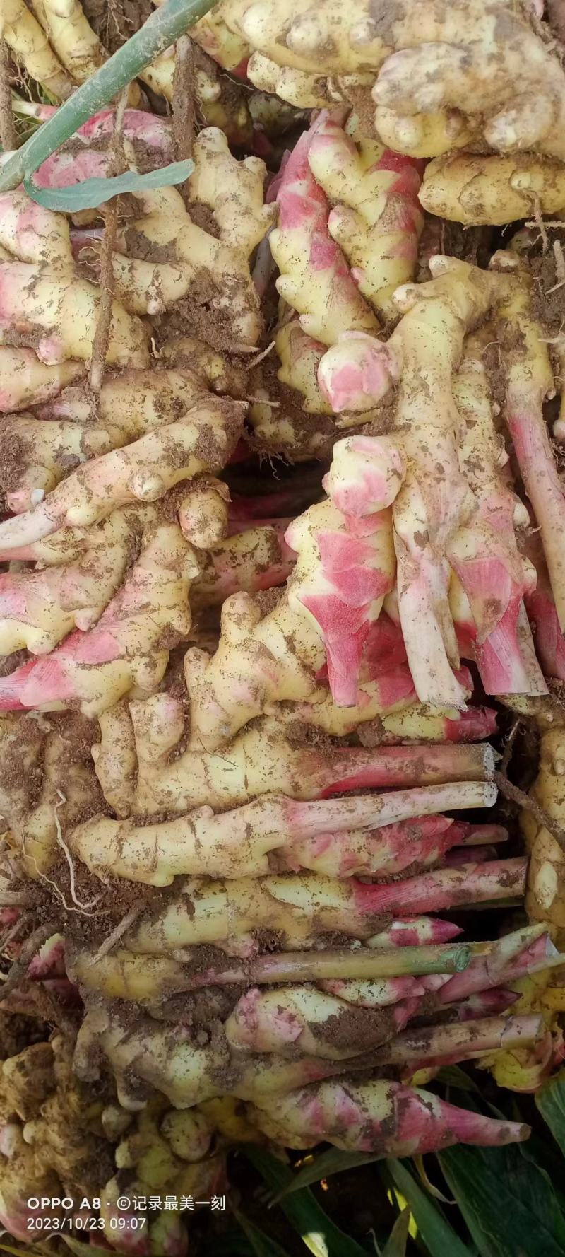 精品生黄姜，产地大量供应，保质保量，欢迎致电合作