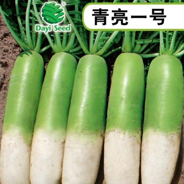 青亮一号长青优质春秋首萝卜种子