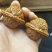 文玩核桃各品种都有