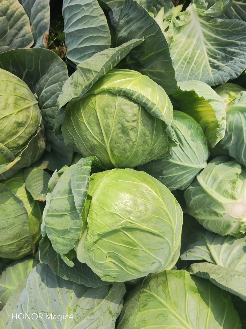 湖北荆门甘蓝大量上市，产地直发质量保证主供市场电商工厂