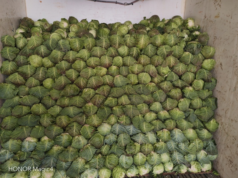 湖北荆门甘蓝大量上市，产地直发质量保证主供市场电商工厂