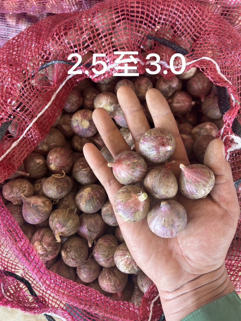 2026独头蒜鲜货各规格现货供应新鲜独头蒜云南紫皮独头