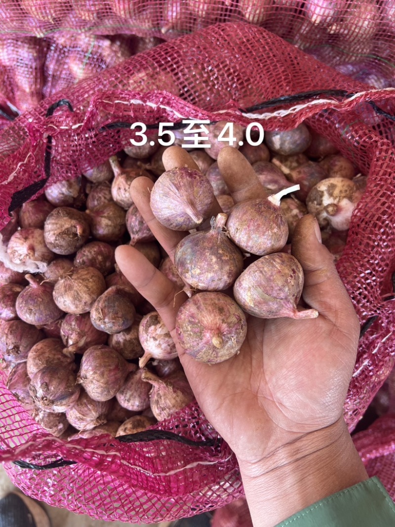 2026独头蒜鲜货各规格现货供应新鲜独头蒜云南紫皮独头