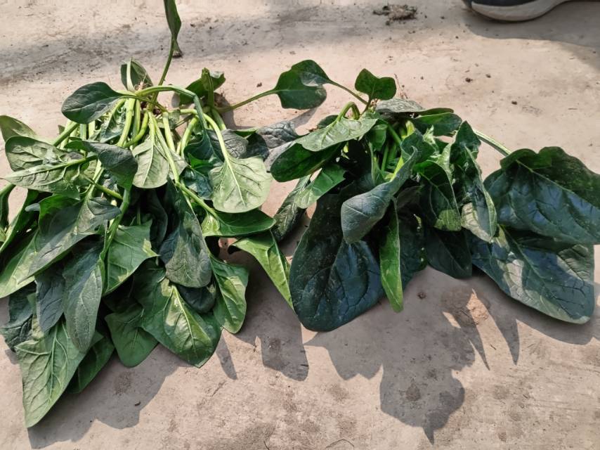 菠菜与豆皮食材展示