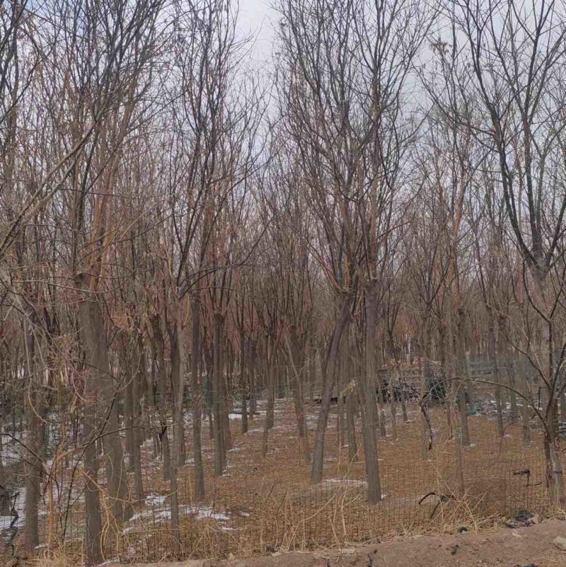 甘肃8到12分国槐，成活率高，百亩种植基地，欢迎选购