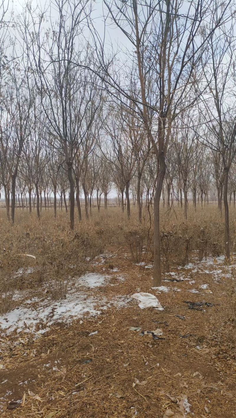 甘肃8到12分国槐，成活率高，百亩种植基地，欢迎选购