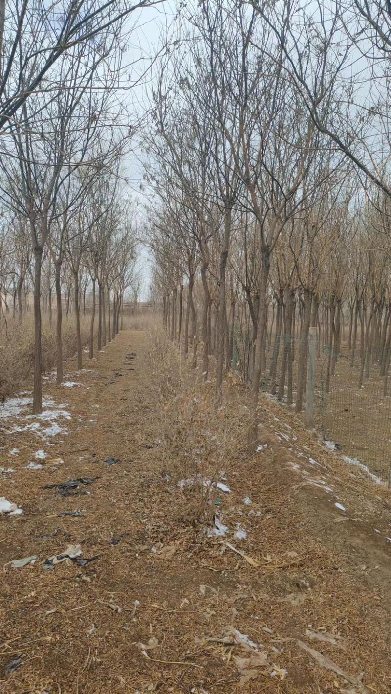 甘肃8到12分国槐，成活率高，百亩种植基地，欢迎选购