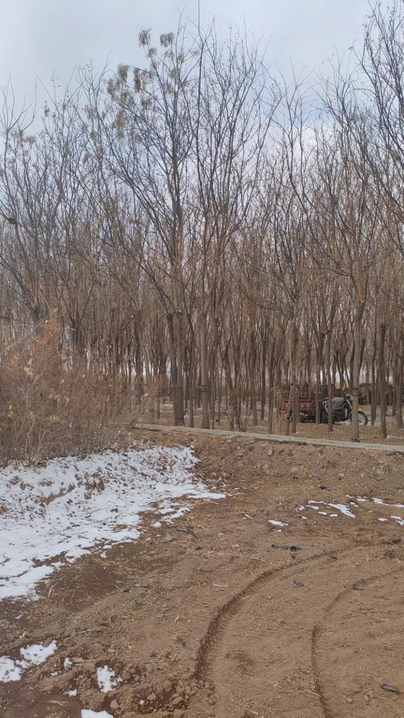 甘肃8到12分国槐，成活率高，百亩种植基地，欢迎选购