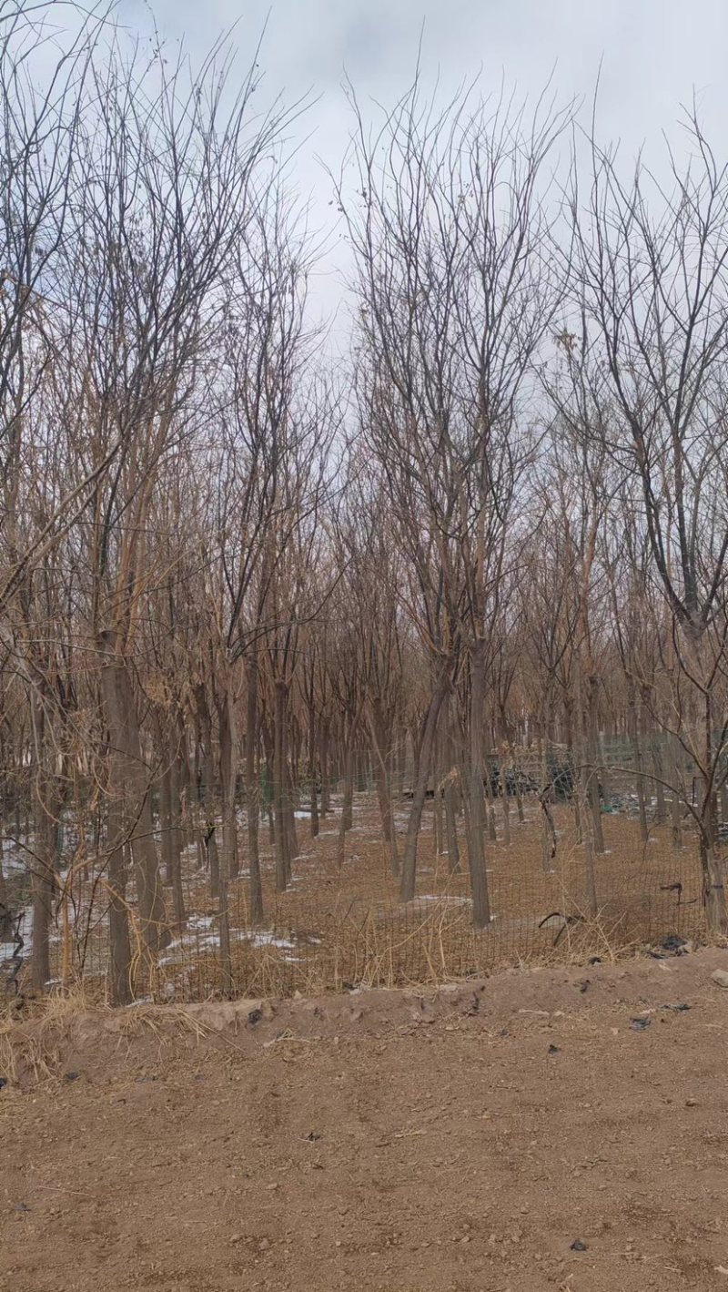 甘肃8到12分国槐，成活率高，百亩种植基地，欢迎选购