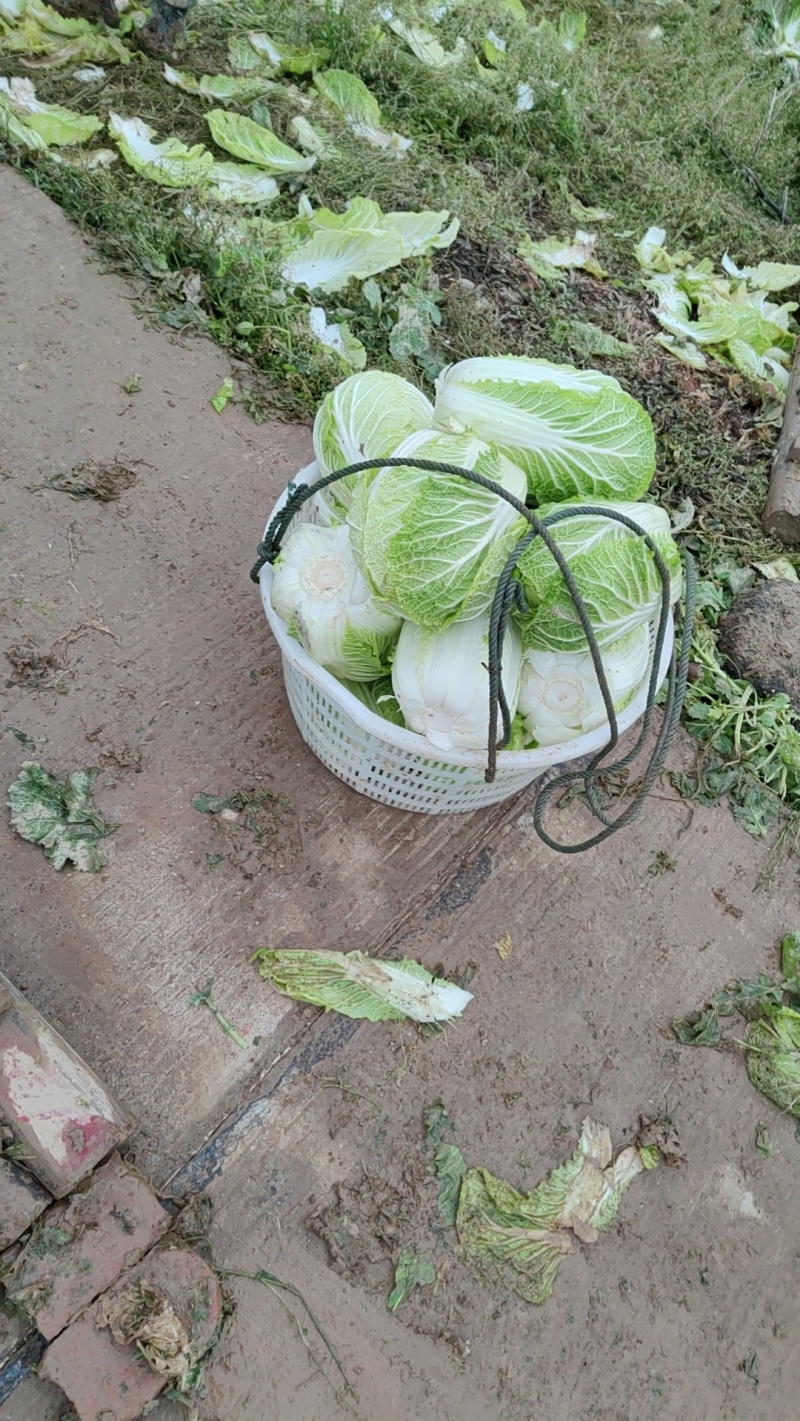 湖南万亩矮颗黄心大白菜3斤到7斤，基地直供