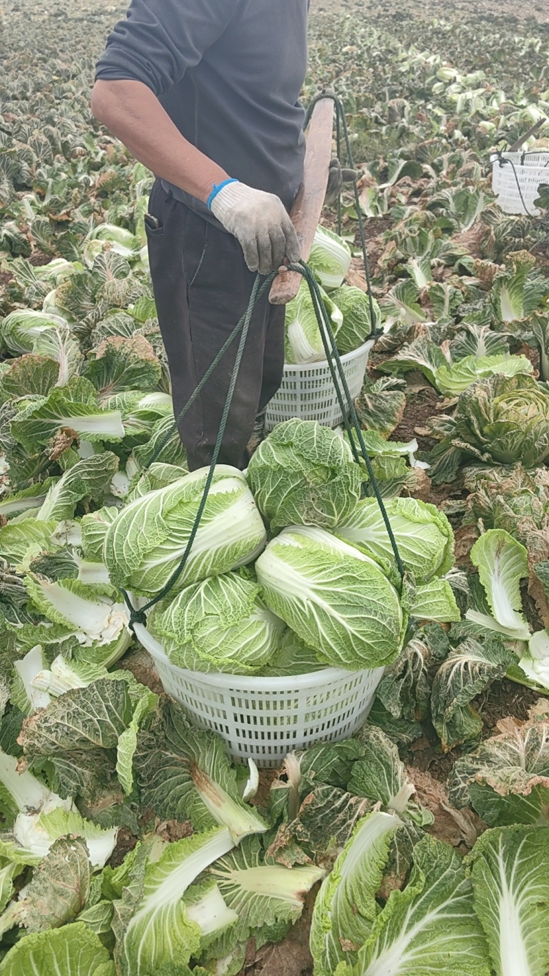 湖南万亩矮颗黄心大白菜3斤到7斤，基地直供