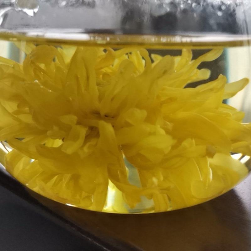 金丝皇菊茶