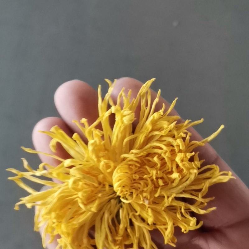 金丝皇菊茶