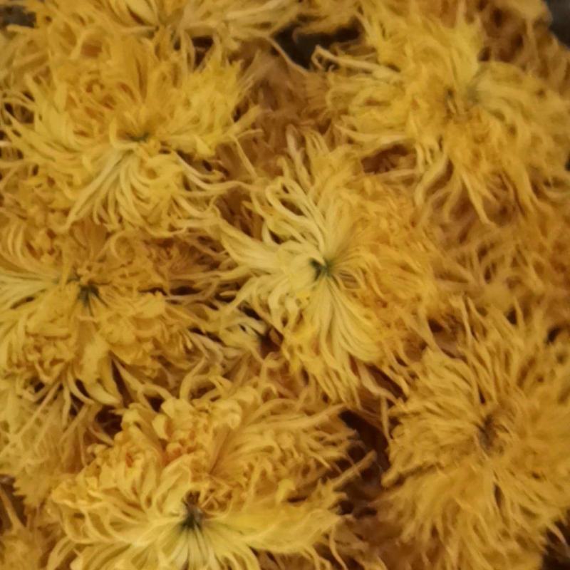 金丝皇菊茶
