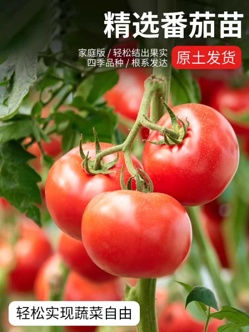 硬粉西红柿苗，抗寒抗热，早熟耐裂，露地种易栽培穴盘番茄苗