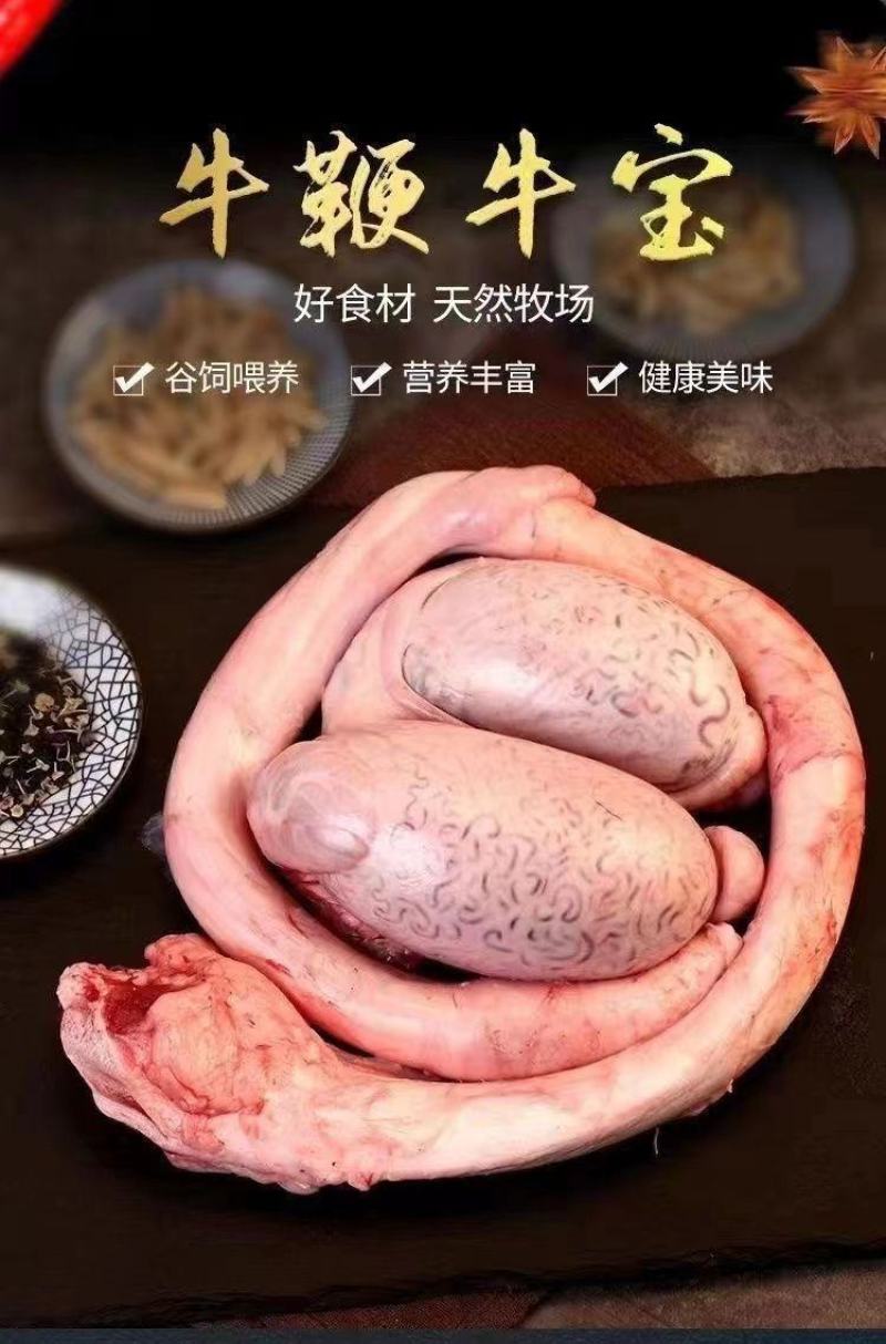 国产高原牛鞭全套精修去油速冻保鲜一鞭二蛋正宗黄牛鞭无水发