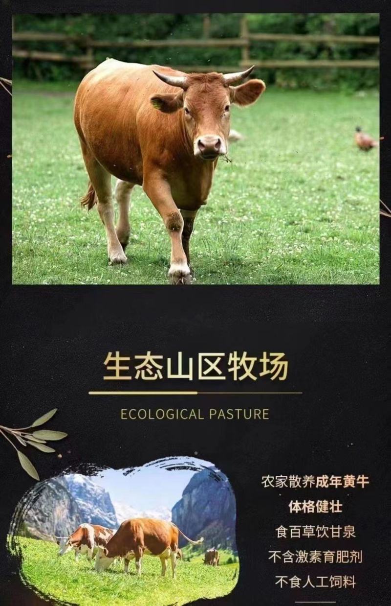 国产高原牛鞭全套精修去油速冻保鲜一鞭二蛋正宗黄牛鞭无水发