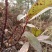 小米柴又名：米饭花、山胡椒，