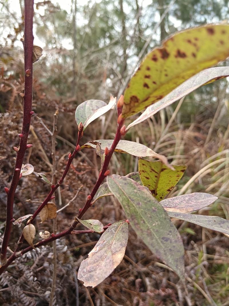 小米柴又名：米饭花、山胡椒，