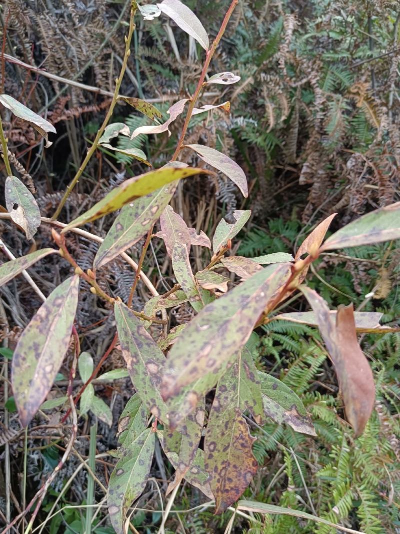 小米柴又名：米饭花、山胡椒，