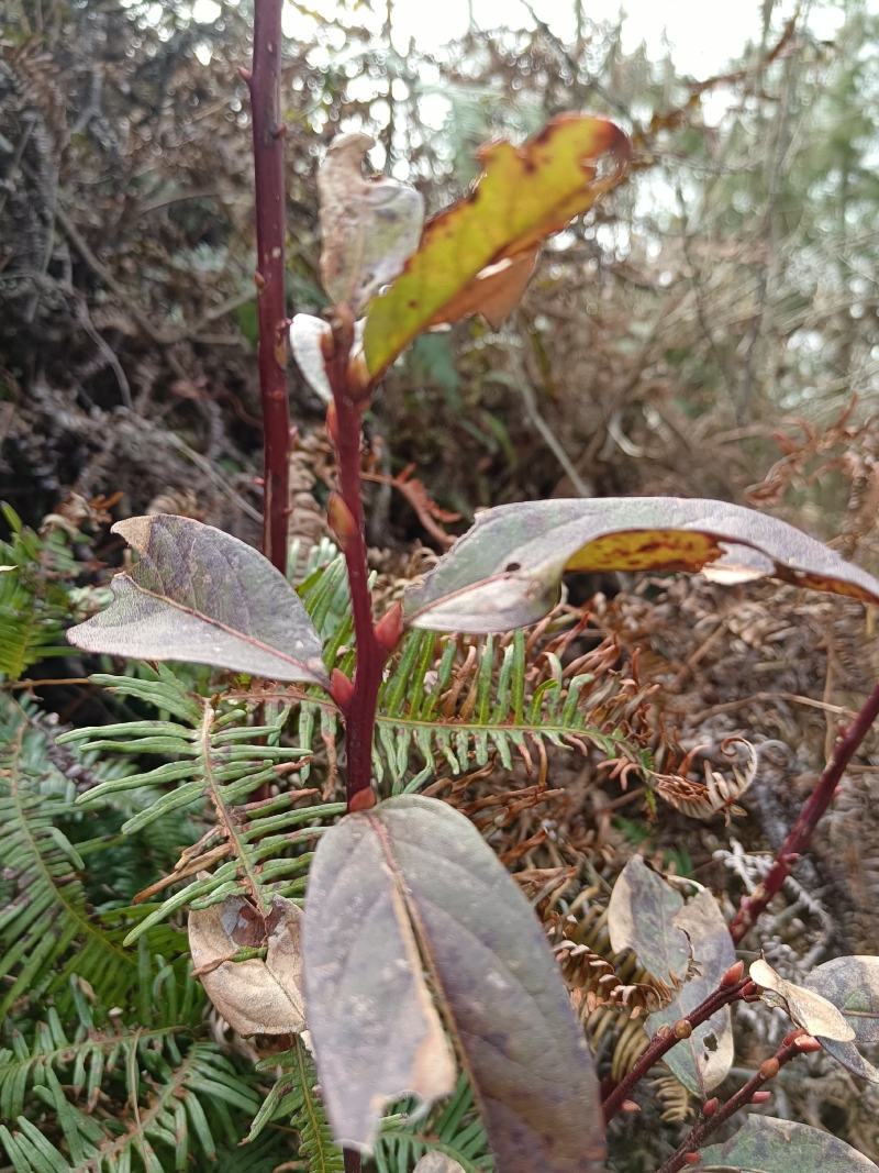 小米柴又名：米饭花、山胡椒，