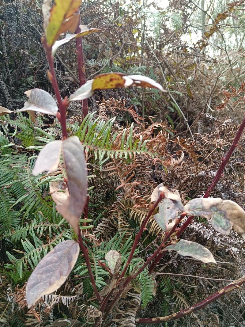 小米柴又名：米饭花、山胡椒，