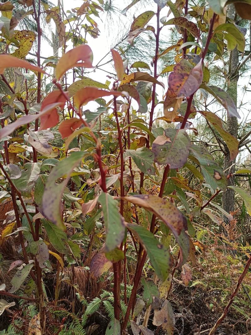 小米柴又名：米饭花、山胡椒，