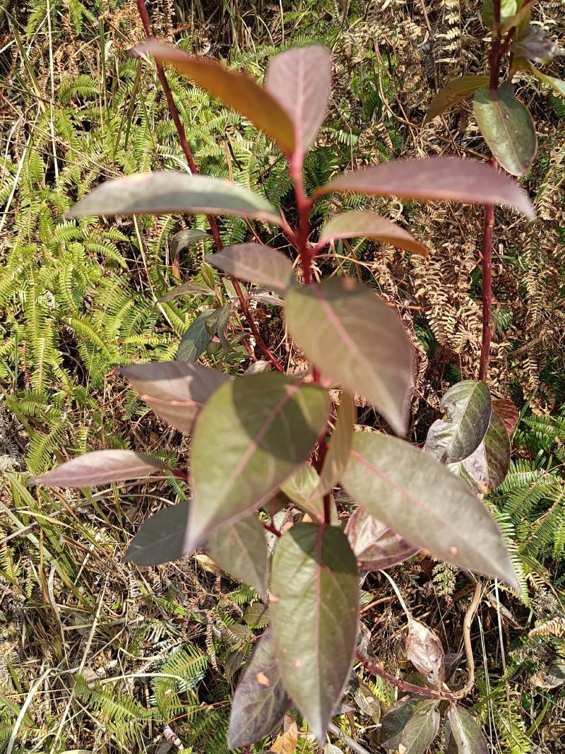 小米柴又名：米饭花、山胡椒，