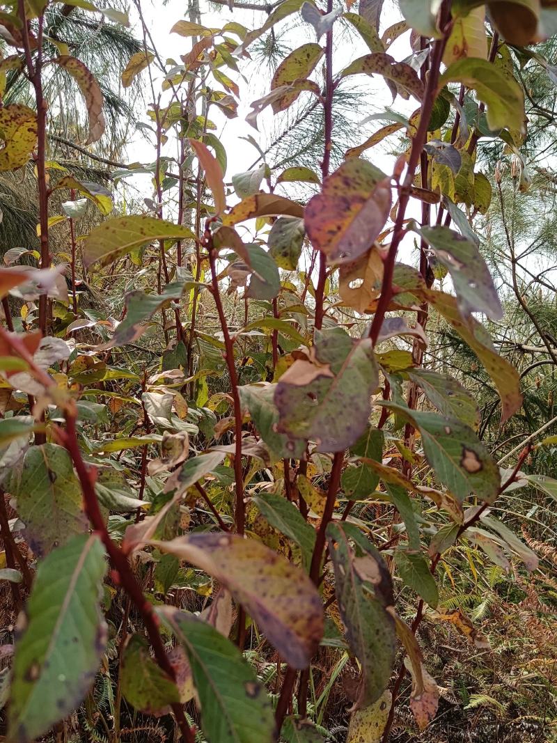 小米柴又名：米饭花、山胡椒，