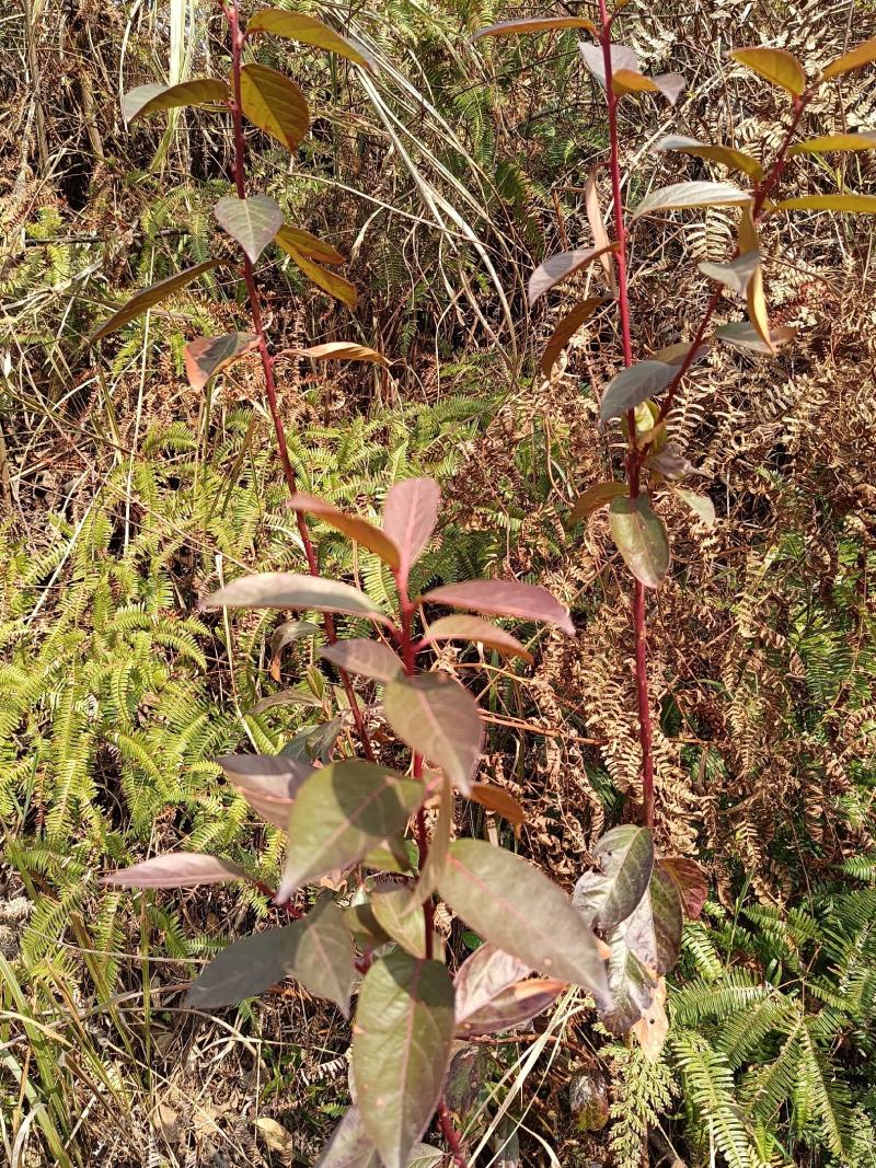 小米柴又名：米饭花、山胡椒，