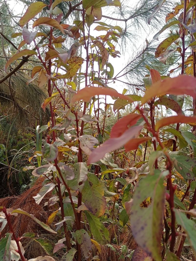 小米柴又名：米饭花、山胡椒，