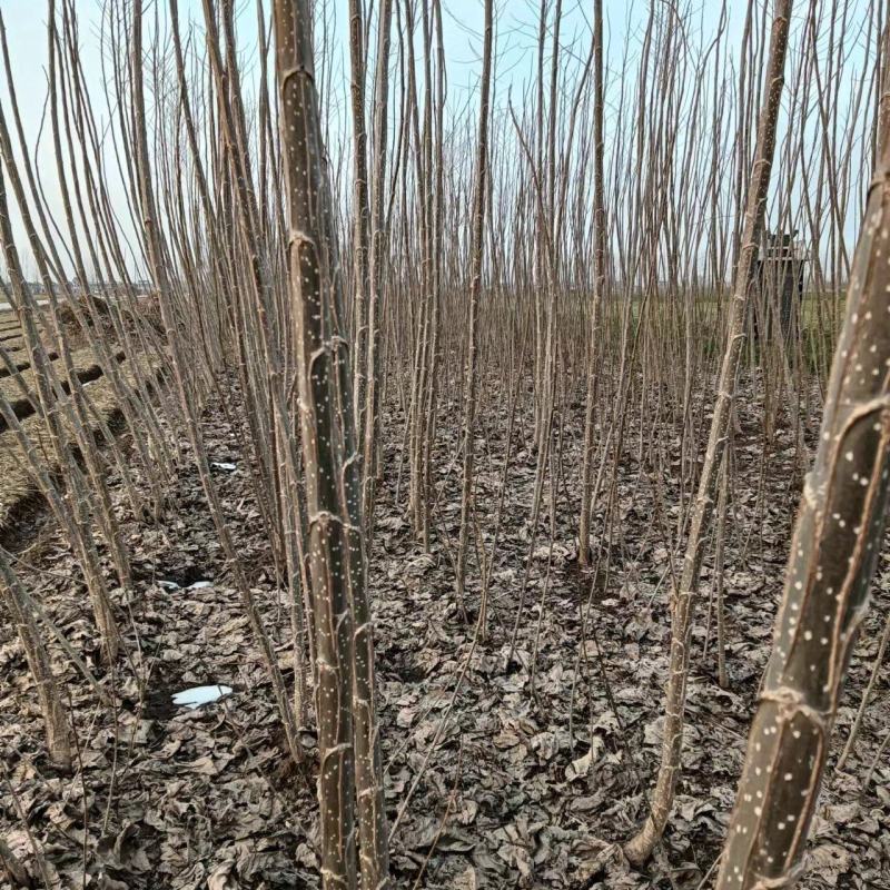 安徽苗木基地大量供应杨树苗，速生杨树苗供应，各种规格