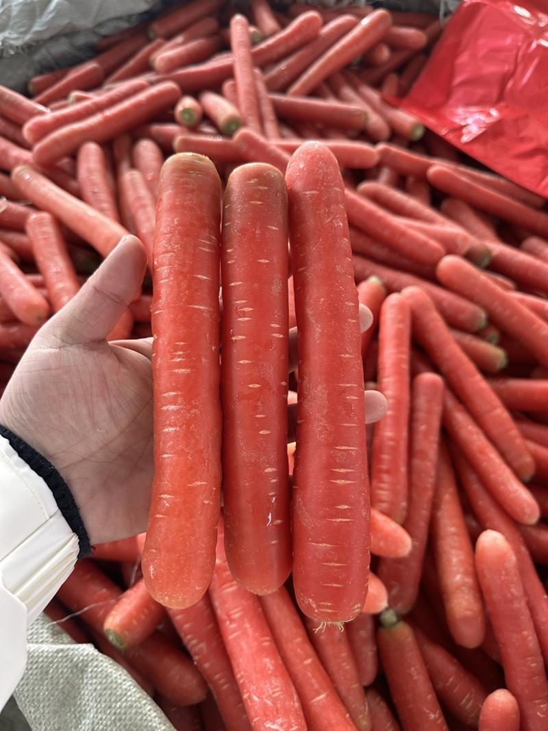 陕西渭南产地水果红萝卜大量有货各种规格一手货源