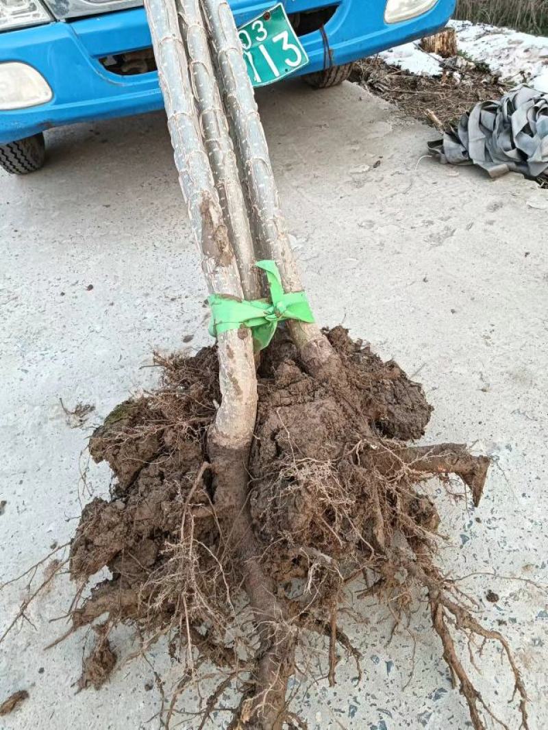 安徽苗木基地大量供应杨树苗，速生杨树苗供应，各种规格