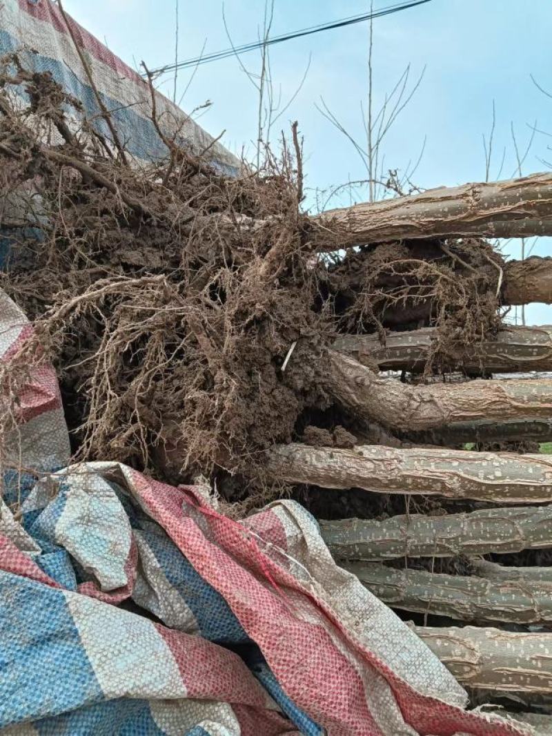 安徽苗木基地大量供应杨树苗，速生杨树苗供应，各种规格