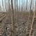 安徽苗木基地大量供应杨树苗，速生杨树苗供应，各种规格