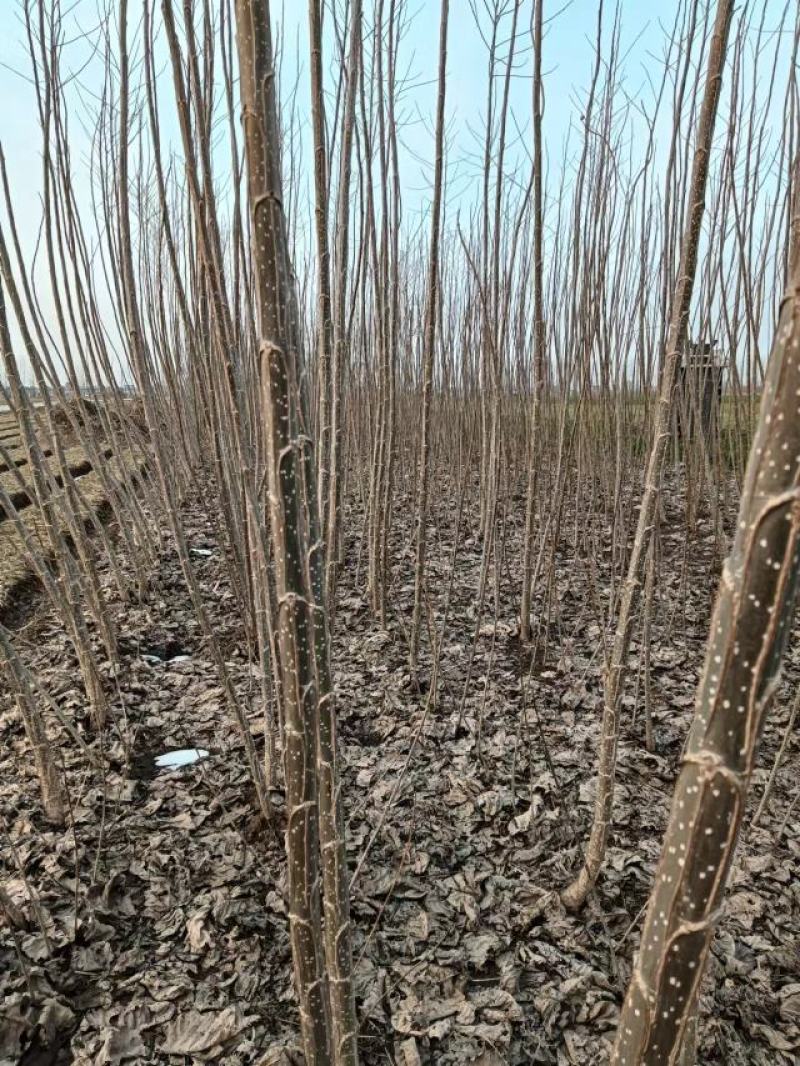 安徽苗木基地大量供应杨树苗，速生杨树苗供应，各种规格